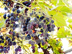 Sunlit ripe black grapes on vineyard