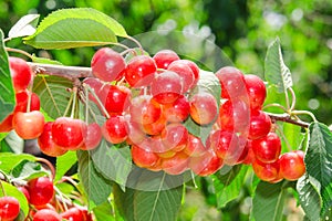 Sunlit ripe white rainier cherry sweet juicy berry