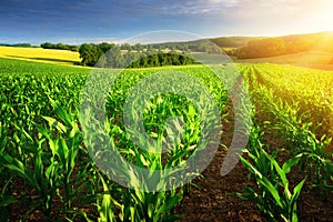 Sunlit rows of corn plants