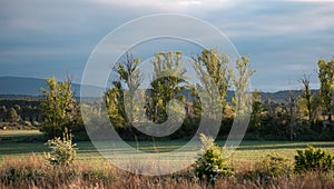 Sunlit Rural Landscape with Trees