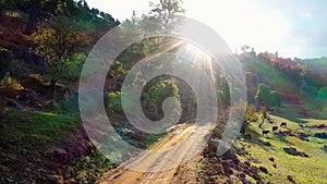 Sunlit rural road in mountain landscape. Top view of domestic animals on pasture.