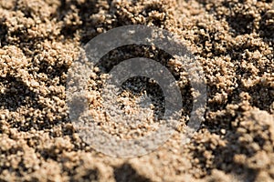 Sunlit sandy beach grains macro closeup