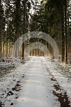 Sunlit Serenity: Exploring Snow-Clad Trails Amidst Icy Forest Veils. Pokainu Mezs, Latvija