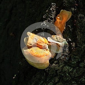 Sunlit Shelf fungus, basidiomycete, growing on a tree photo
