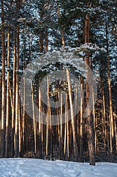 Sunlit snow-covered pine forest in sunny day .