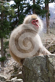 Sunlit Snow Monkey on Boulder