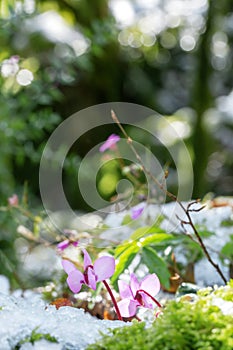 Sunlit snowdrop flower in mossy boxwood forest in spring, melting snow on the trees and on the ground. Macro photo