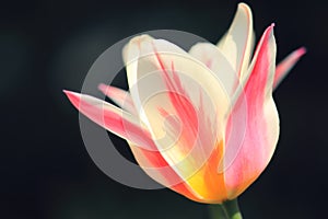 Sunlit soft focus pink and white Marilyn tulip flower head