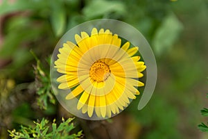 Sunlit Splendor: Yellow Calendula Officinalis Blossom