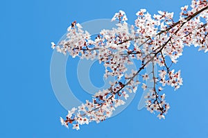 Sunlit spring blooming branch of cherry tree