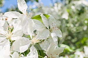 Sunlit spring branch of a blossoming apple tree with white flowers.