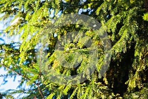 Sunlit spruce tree photo