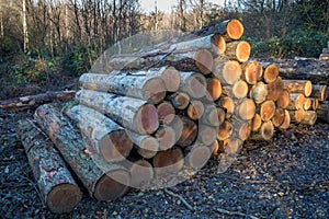 Sunlit Stack of Logs in the Forest