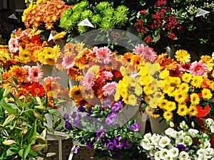 Sunlit street flowers for sale