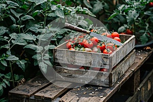 Sunlit tomato garden ripe reds, yellows, cherry sized, and beefsteak varieties in wooden crate photo