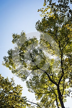 Sunlit Tree Canopy. tree with green leaves