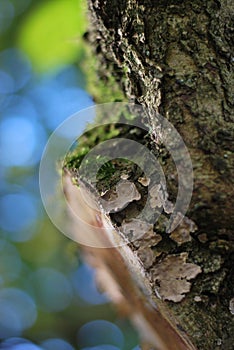 Tree trunk with moss and lichen photo