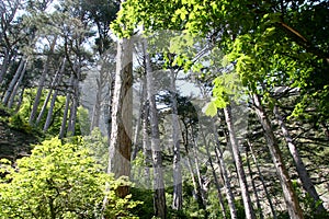 Sunlit trees