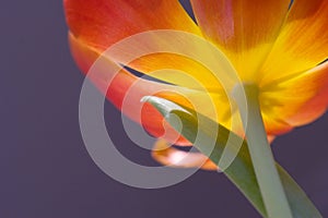 Sunlit tulip photo