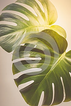 Sunlit two exotic tropical palm monstera leaves on light grey background close up.