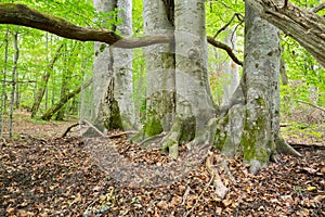 Sunlit untouched beech forest