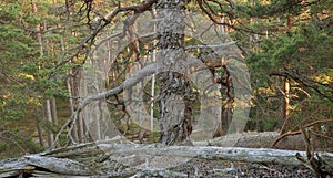 Sunlit untouched pine forest in sweden