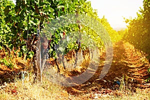 Sunlit vineyard with bush rows and red grapevine