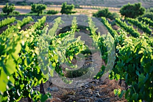 Sunlit vineyard rows in a tranquil rural setting