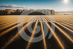 Sunlit wheat field ready for the autumn harvest