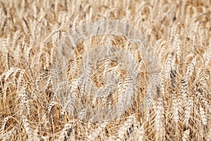 Sunlit wheat field ready for harvesting