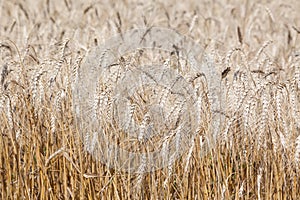 Sunlit wheat field