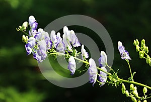 Sunlit white and blue Monkshood variety