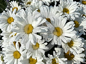 Sunlit White Daisy Flowers in June in Spring