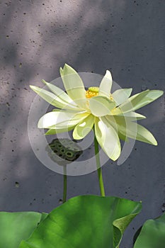 Sunlit white and dried water lilies on stems with leaves and shadows