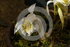 Sunlit White Pleione grandiflora Small Orchid.