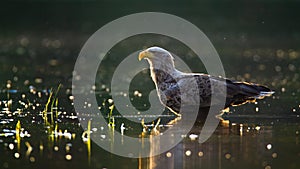 Sunlit white-tailed eagle wading in shallow water in summer at sunset.