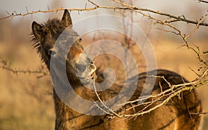 Sunlit wild exmoor pony horse in late autumn nature habitat in Milovice, Czech republic. Protected animals considered as horse