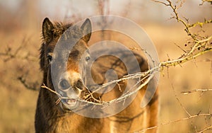 Sunlit wild exmoor pony horse in late autumn nature habitat in Milovice, Czech republic. Protected animals considered as horse