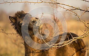 Sunlit wild exmoor pony horse in late autumn nature habitat in Milovice, Czech republic. Protected animals considered as horse