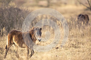 Sunlit wild exmoor pony horses in late autumn nature habitat in Milovice, Czech republic. Protected animals considered as horse