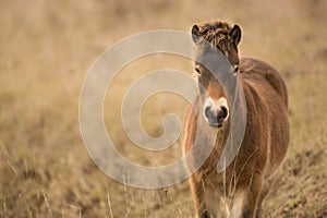 Sunlit wild exmoor pony horses in late autumn nature habitat in Milovice, Czech republic. Protected animals considered as horse