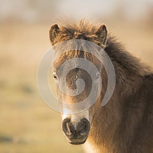 Sunlit wild exmoor pony horses in late autumn nature habitat in Milovice, Czech republic. Protected animals considered as horse