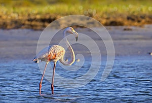 Sunlit Wild Flamingo At Sunrise photo