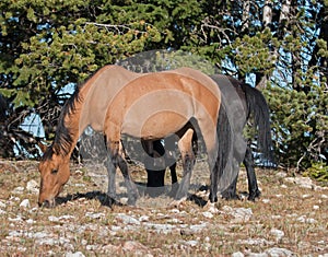Sunlit Wild Horse Dun Buckskin Stallion on Tillett Ridge above Teacup Bowl in the Pryor Mountains in Montana â€“ Wyoming