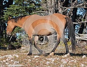 Sunlit Wild Horse Dun Buckskin Stallion on Tillett Ridge above Teacup Bowl in the Pryor Mountains in Montana â€“ Wyoming