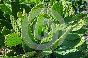 Sunlit wild Opuntia cactus