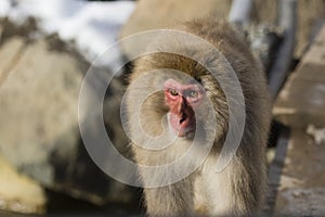 Sunlit Wild Snow Monkey