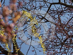 Sunlit willow branch with yellow catkins among blooming plum trees