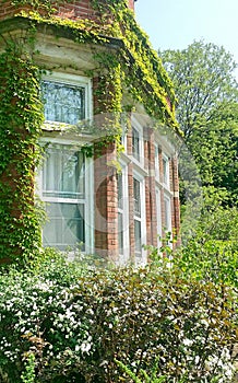 Sunlit windows of old red brick building covered by green plant