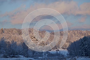 A sunlit winter forest landscape